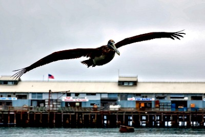Pelican on Cannery Row Monterey Ca